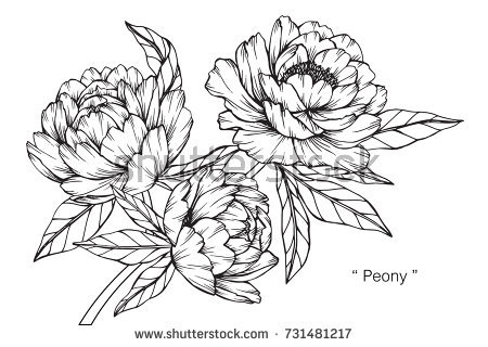 450x320 Photos Peony Outline Drawing - Peony Outline Drawing