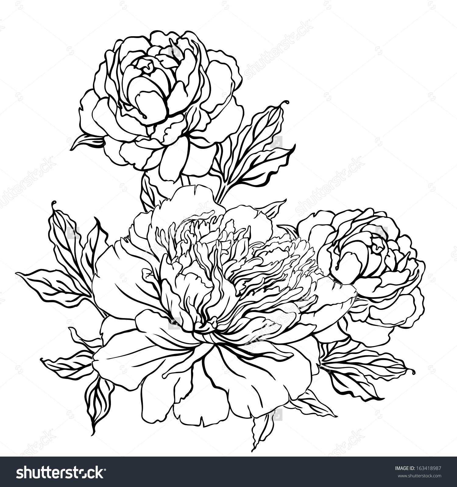 Peony Outline Drawing at PaintingValley.com | Explore collection of ...