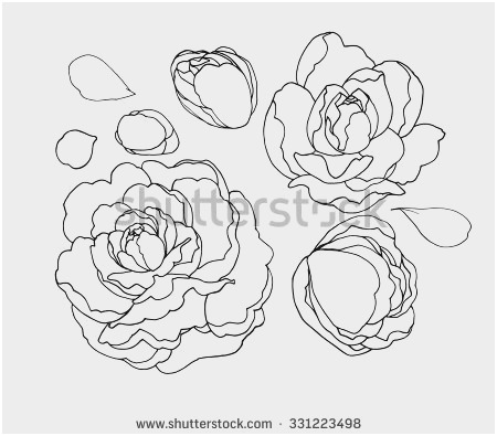 450x395 Flower Outline Coloring - Peony Outline Drawing