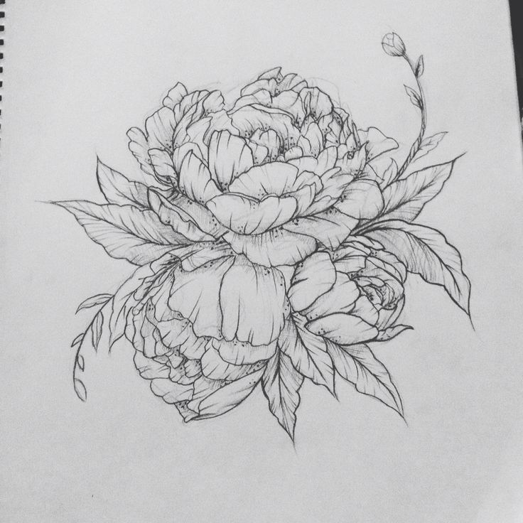 736x736 Peony Tattoo Designs And Ideas - Peony Tattoo Drawing