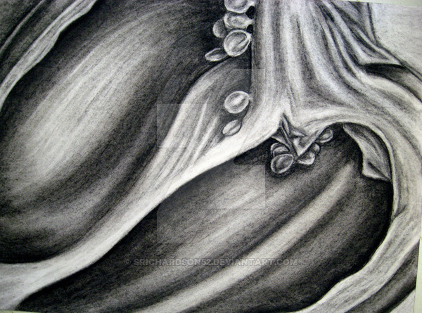 600x445 pepper drawing - Pepper Drawing