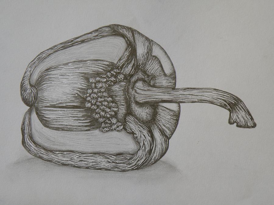 900x675 pepper drawing - Pepper Drawing