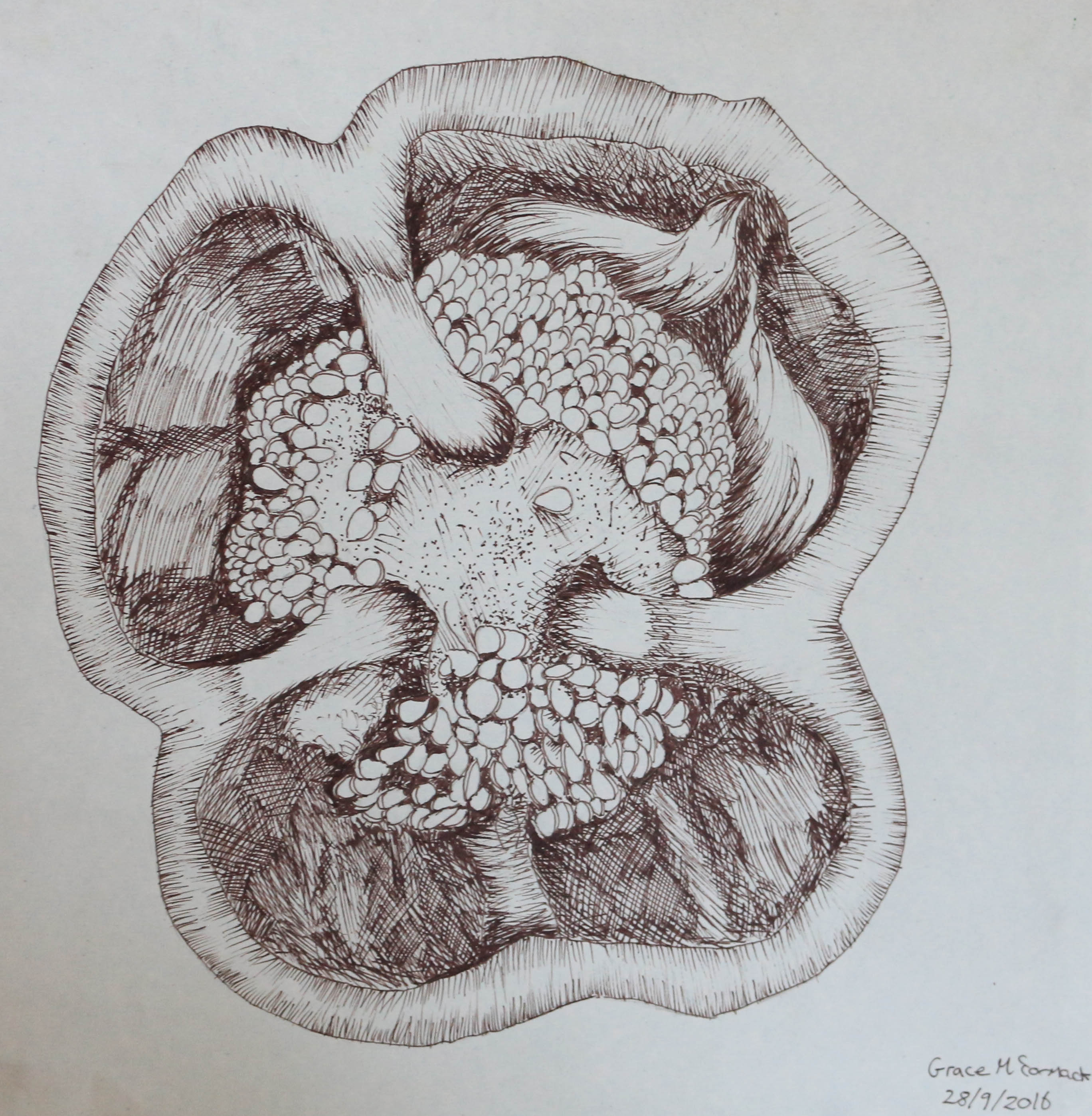 2736x2796 pepper seeds - Pepper Drawing