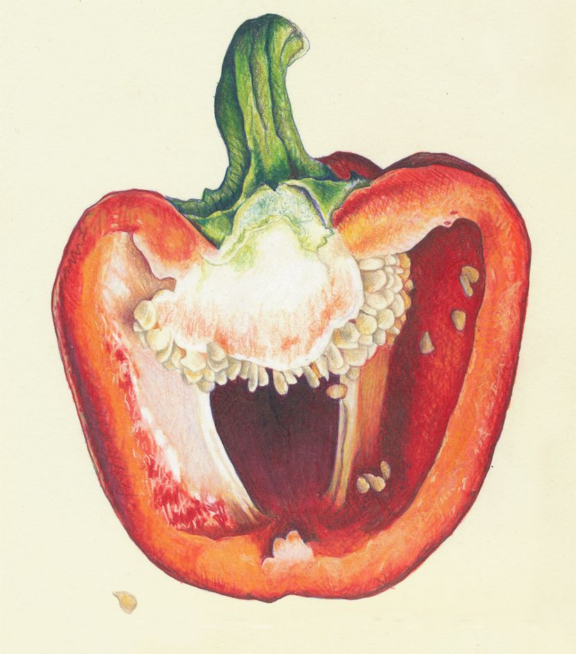 831x944 Colored Pencil Drawings - Pepper Drawing