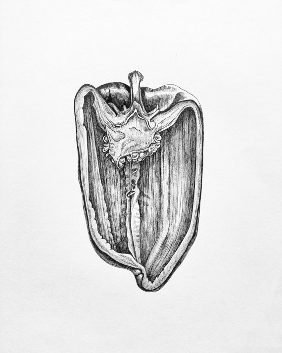 570x713 bell pepper half art pen and ink scientific - Pepper Drawing