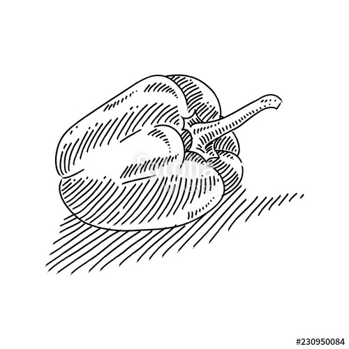 500x500 bell pepper drawing stock image and royalty free vector - Pepper Drawing