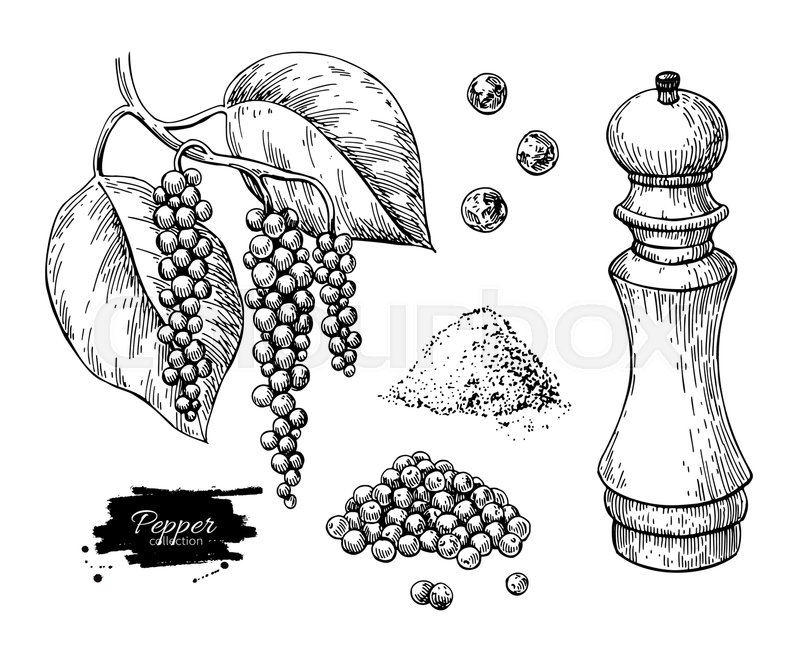800x662 black pepper vector drawing set stock vector colourbox - Pepper Drawing