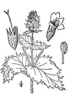 220x330 history of peppermint - Peppermint Drawing