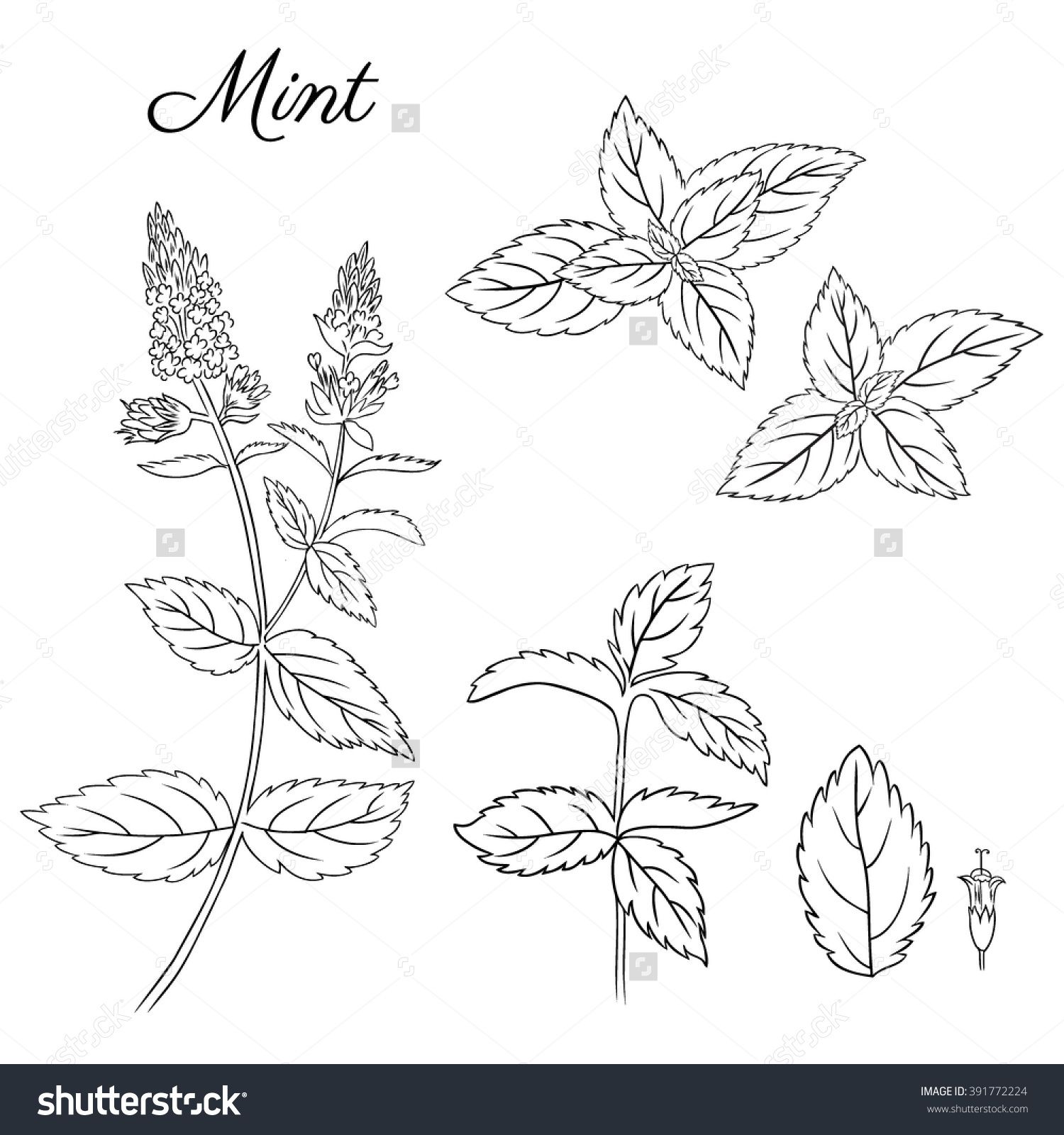 1500x1600 image result for mint plant line drawing pretty in ink leaf - Peppermint Drawing