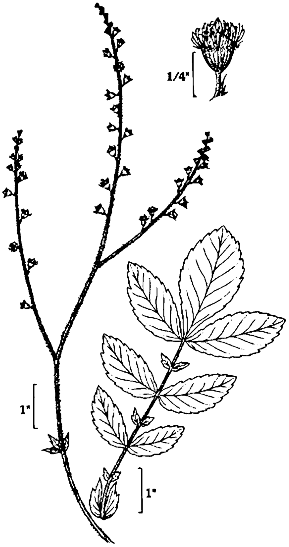 982x1858 mint leaf drawing peppermint leaf drawing sketch leaf drawing - Peppermint Drawing