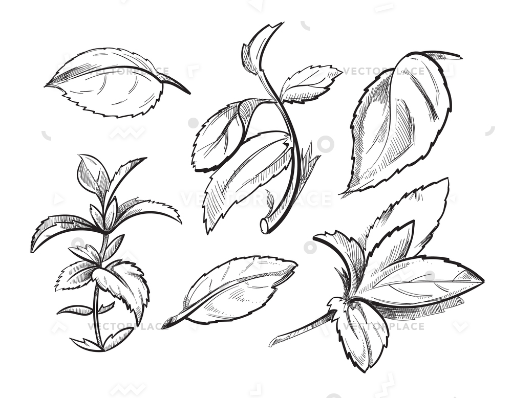 1000x778 mint medicine herb peppermint leaves hand vector illustration - Peppermint Drawing