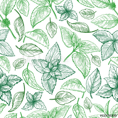 500x500 mint hand sketch vector illustration seamless texture peppermint - Peppermint Drawing