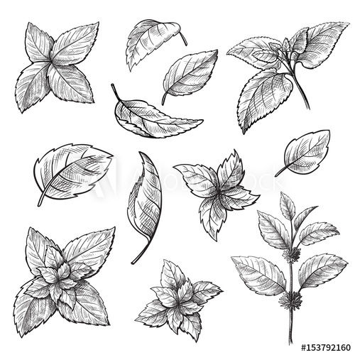500x500 mint hand sketch vector illustration peppermint engraved drawing - Peppermint Drawing