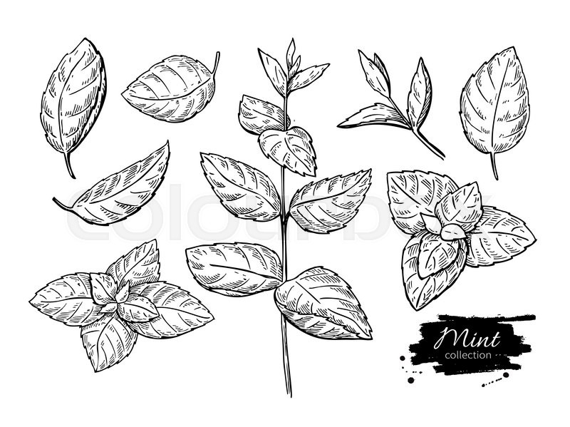 800x599 mint vector drawing set isolated mint stock vector colourbox - Peppermint Drawing