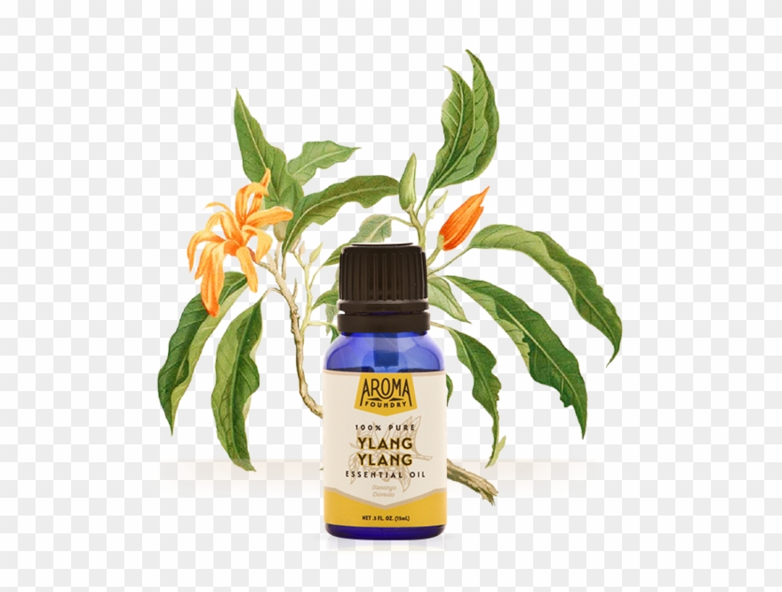 880x666 peppermint drawing sesame plant clipart - Peppermint Drawing