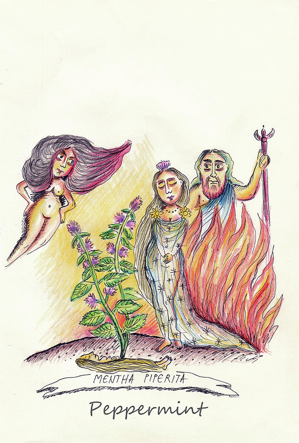 609x900 peppermint drawing - Peppermint Drawing