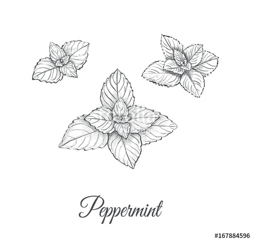 500x476 peppermint set collection of peppermint vector illustration - Peppermint Drawing