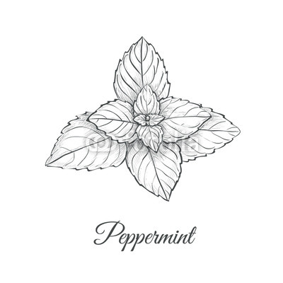 400x400 peppermint skech hand drawing mint vector illustration buy - Peppermint Drawing