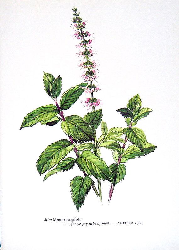 570x798 botanical mint drawings - Peppermint Drawing