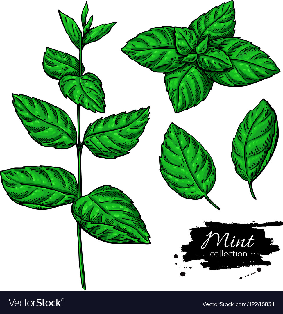 974x1080 drawn leaf mint - Peppermint Drawing