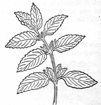 340x351 herbs peppermint classroom clipart flash peppermint plants - Peppermint Drawing