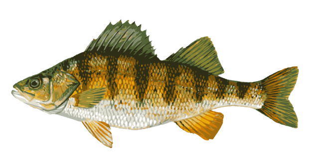640x331 great clip art of freshwater fish yellow perch freshwater - Perch Drawing
