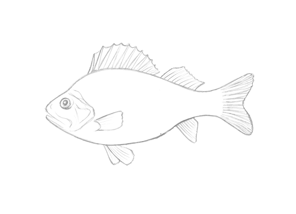 600x435 how to draw a perch with white ink on black paper - Perch Drawing