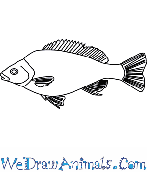 300x350 how to draw a silver perch - Perch Drawing
