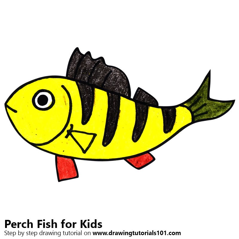 800x800 learn how to draw a perch fish for kids - Perch Drawing