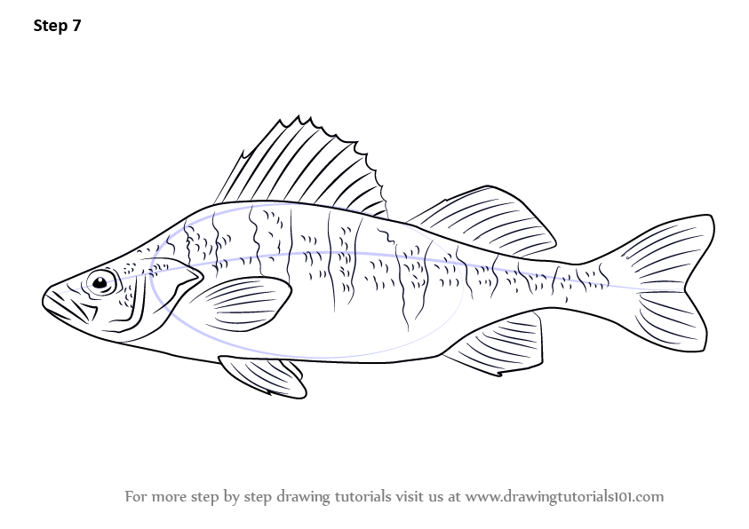 843x596 learn how to draw a yellow perch - Perch Drawing