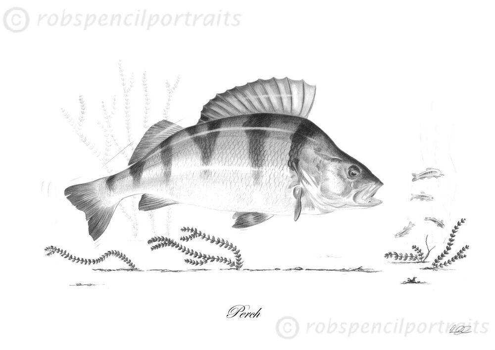 Perch Drawing at Explore collection of Perch Drawing