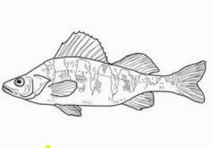 300x210 perch coloring pages how to draw a baby chick step - Perch Drawing