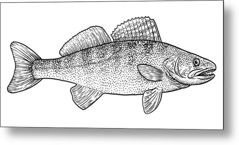 492x300 pike perch illustration, drawing, engraving, ink, line art, vector - Perch Drawing