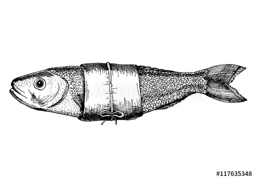 500x352 vector illustration of a perch drawn in ink hand drawing - Perch Drawing