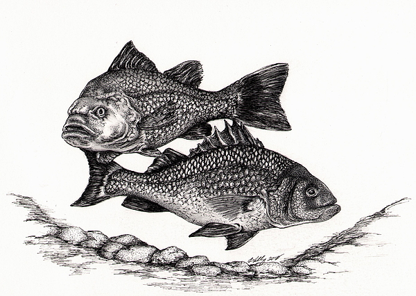 600x426 white perch drawing - Perch Drawing