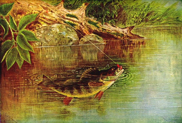 600x406 yellow perch drawing free vintage art - Perch Drawing