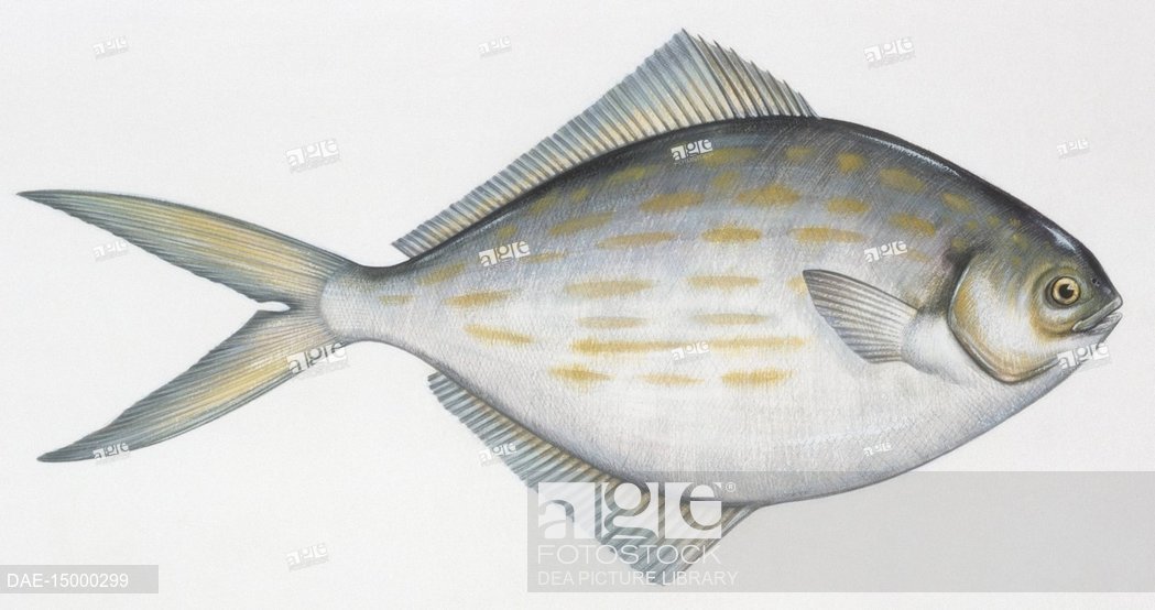 1049x554 zoology - Perch Drawing