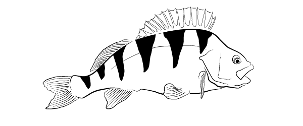 600x250 perch coarse code - Perch Drawing