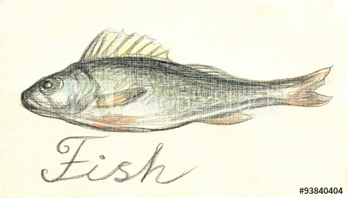 500x286 fish perch drawing with colored pencils - Perch Drawing