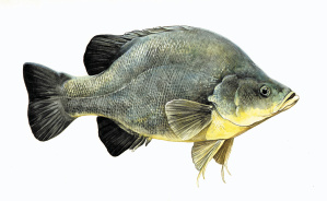 299x184 golden perch ear bones have a story to tell native fish forum - Perch Drawing