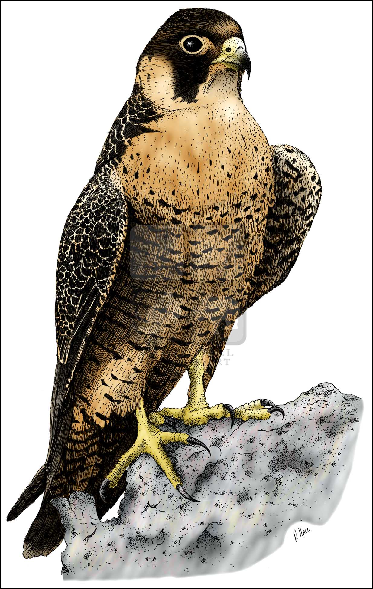 Peregrine Falcon Drawing at Explore collection of