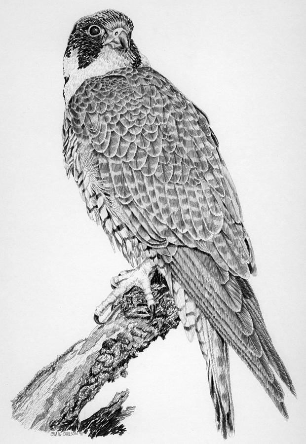 620x900 peregrine falcon drawing - Peregrine Falcon Drawing