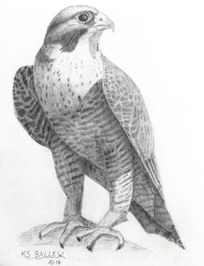 690x900 peregrine falcon drawing - Peregrine Falcon Drawing