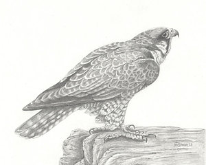 300x240 peregrine falcon drawing - Peregrine Falcon Drawing