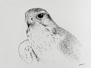 300x225 Peregrine Falcon Drawing - Peregrine Falcon Drawing