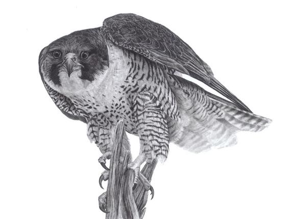 570x430 Peregrine Falcon Graphite Pencil Drawing Limited Editition Etsy - Peregrine Falcon Drawing