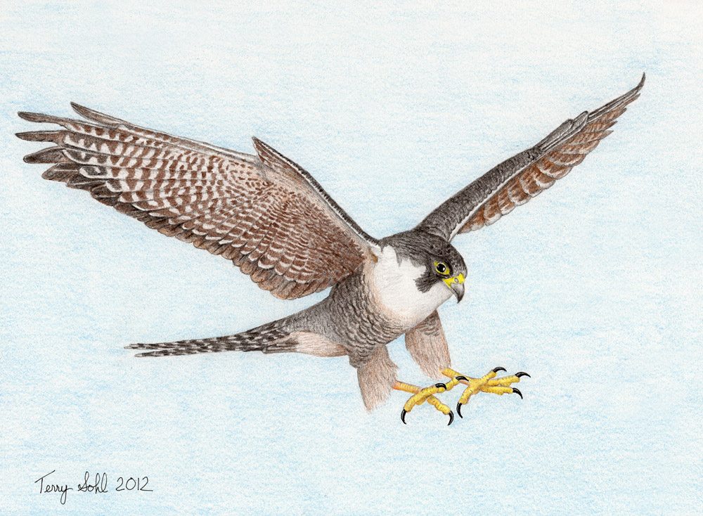 1000x734 Peregrine Falcon In Flight - Peregrine Falcon Drawing