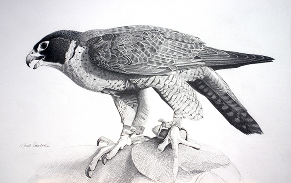 600x378 peregrine sketch on wacom gallery - Peregrine Falcon Drawing