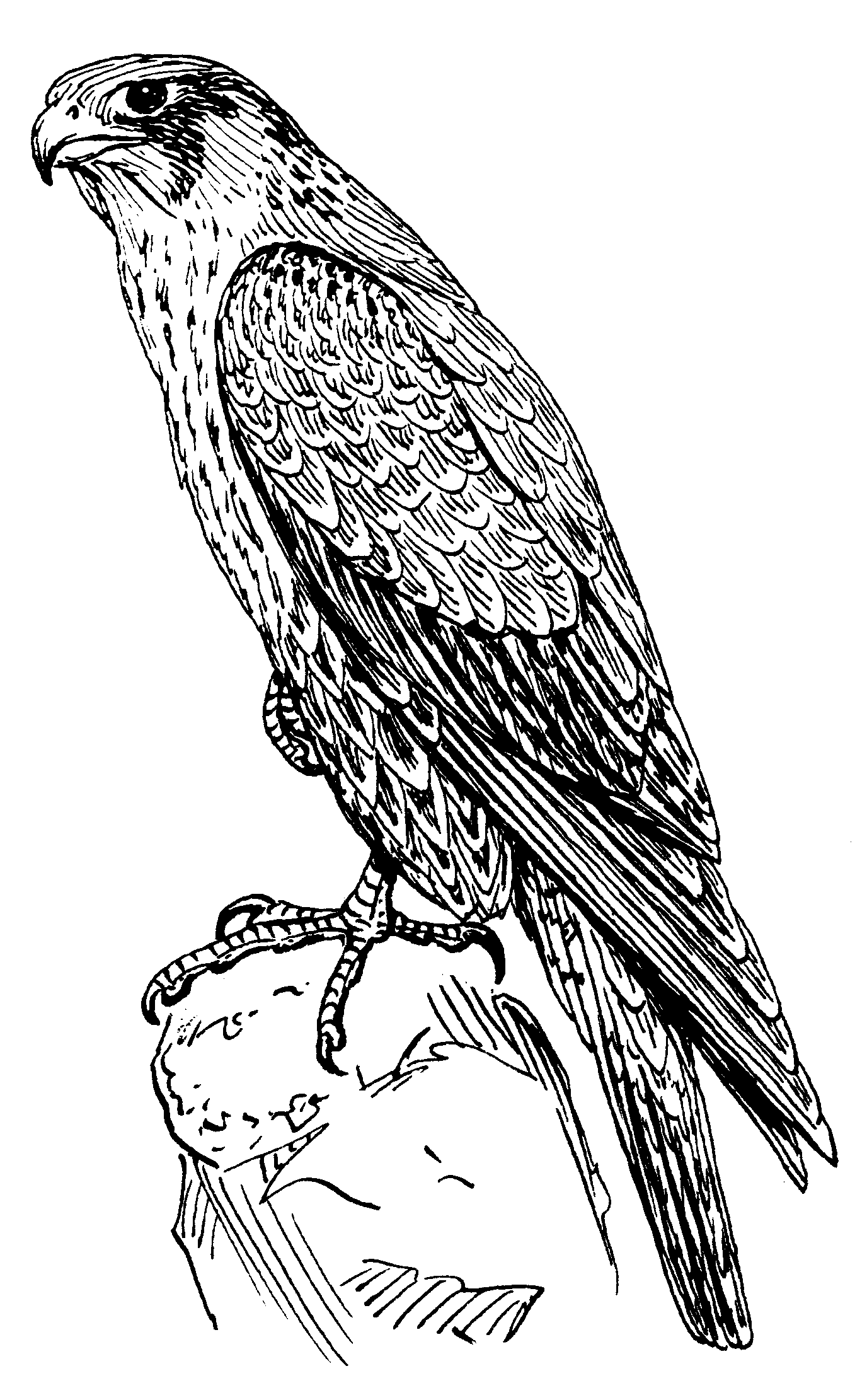1376x2221 favorite recipes falcon tattoo, hawk - Peregrine Falcon Drawing