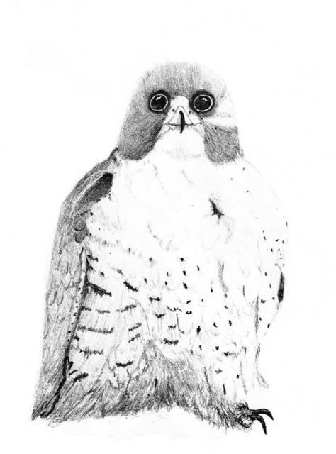 474x640 james parker artwork peregrine falcon original drawing pencil - Peregrine Falcon Drawing